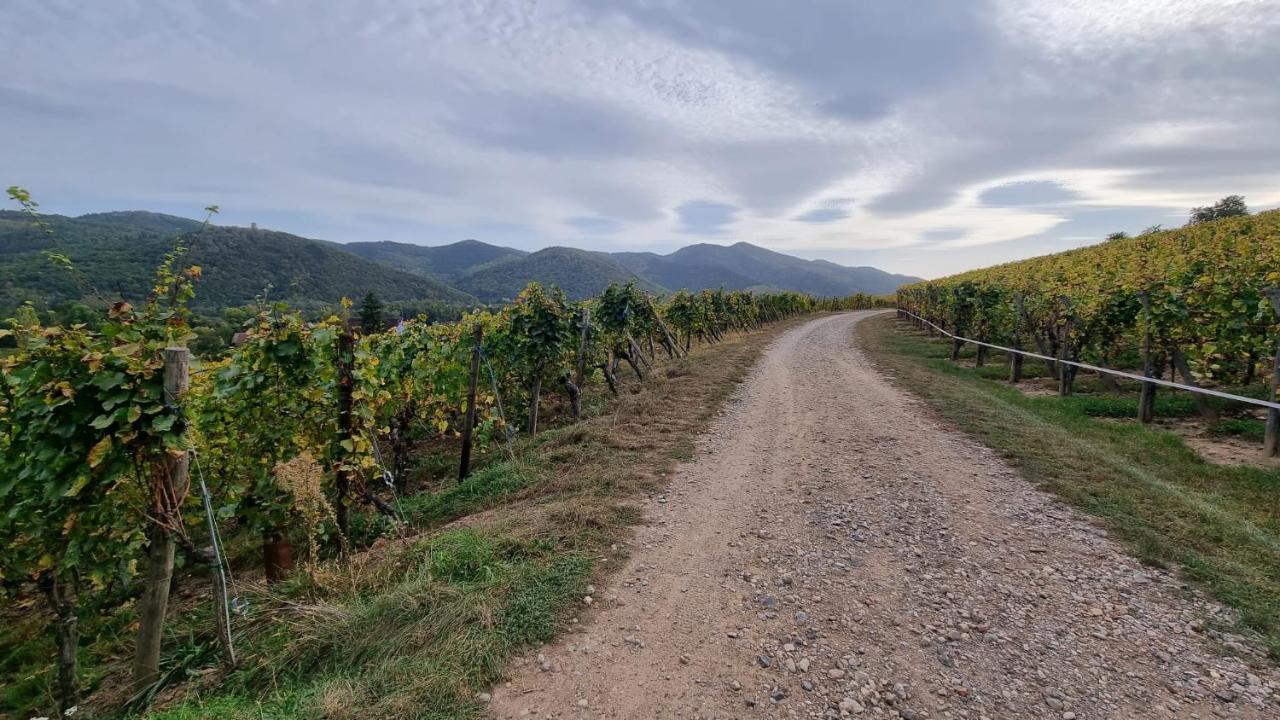 Nid 2 Cigognes Villa Zimmerbach Dış mekan fotoğraf
